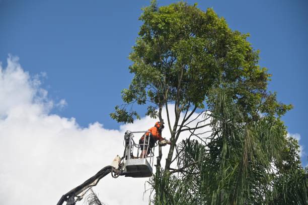 Best Tree Maintenance Programs  in Vineyard Haven, MA